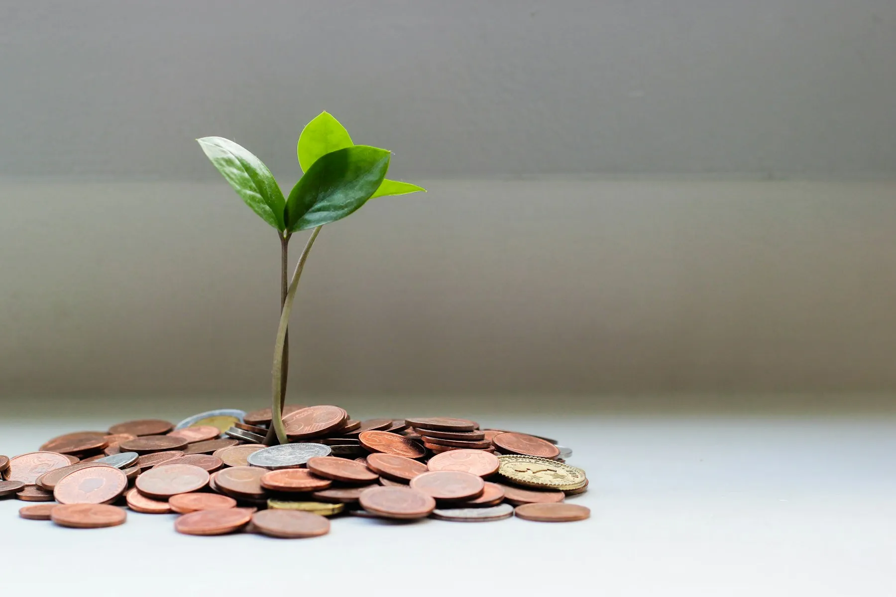 A seedling growing from a pile of coins